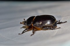 Pentodon bidens bidens