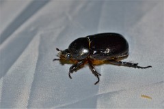 Pentodon bidens bidens