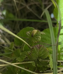 Lamprohiza mulsantii