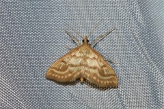 Anania ochrofascialis