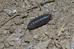 Hemilepistus fedtschenkoi