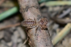 Gylippidae
