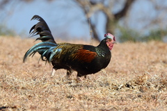 Green Junglefowl photo 5
