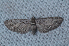 Eupithecia columbiata