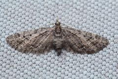Eupithecia columbiata