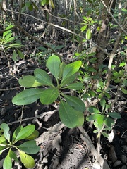 Ceriops pseudodecandra