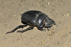 Synapsis tmolus