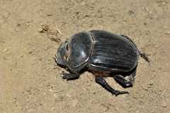 Synapsis tmolus