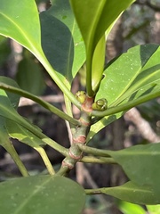 Ceriops pseudodecandra