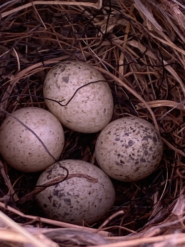 White-spectacled Bulbul
