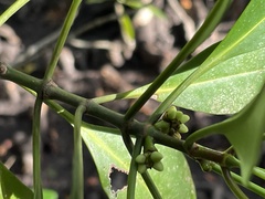 Ceriops pseudodecandra