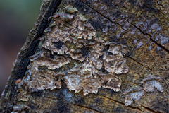 Stereum sanguinolentum