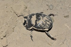 Synapsis tmolus