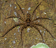 Heteropoda procera