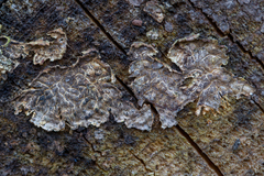 Stereum sanguinolentum