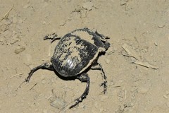 Synapsis tmolus