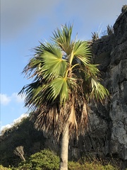 Coccothrinax proctorii