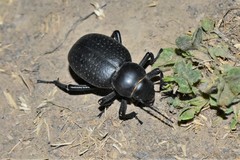 Pelorocnemis punctata