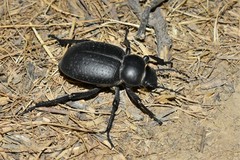 Pelorocnemis punctata