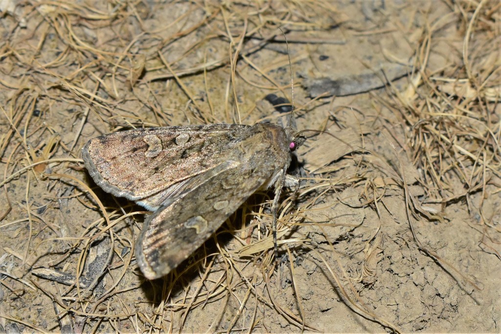 Euxoa conspicua