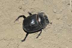 Synapsis tmolus