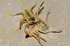 Galeodidae