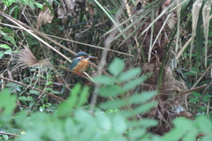 Alcedo atthis