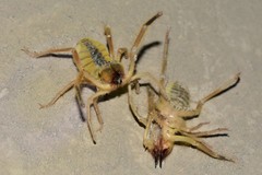Galeodidae