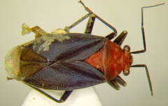 Agaveocoris schaffneri