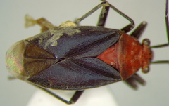 Agaveocoris schaffneri