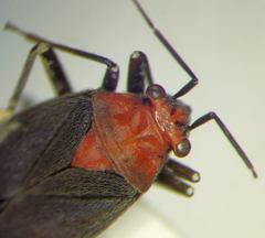 Agaveocoris schaffneri