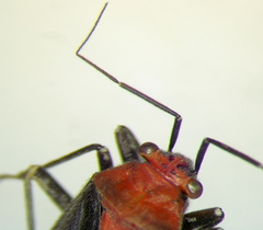 Agaveocoris schaffneri