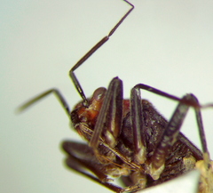 Agaveocoris schaffneri