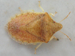 Humria bimaculicollis