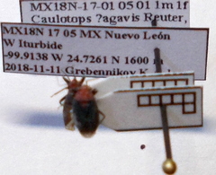 Agaveocoris schaffneri