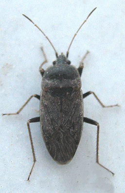Naphiellus