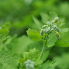 Chelidonium majus