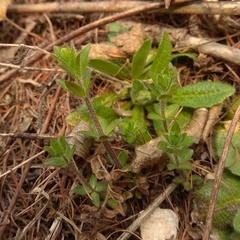 Cruciata glabra krylovii