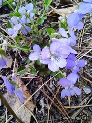 Viola rupestris