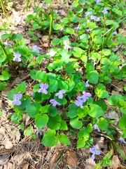 Viola rupestris