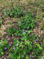 Viola rupestris