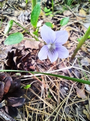 Viola rupestris