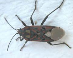 Spilostethus pandurus elegans