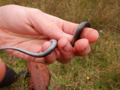 Hemiergis gracilipes