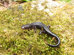 Desmognathus carolinensis
