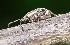 Phyllobius pyri