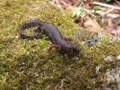 Desmognathus carolinensis