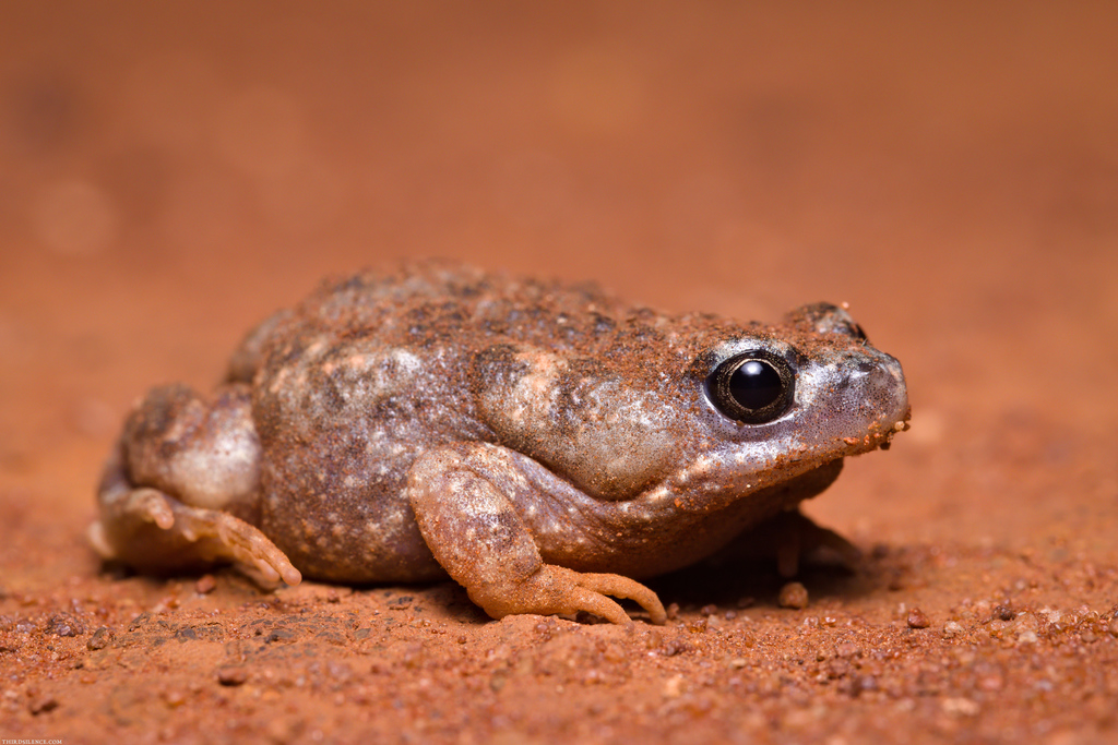 Red-Groined Toadlet