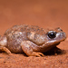 Wrinkled Toadlet - Photo (c) Third Silence Nature Photography, some rights reserved (CC BY-SA), uploaded by Third Silence Nature Photography