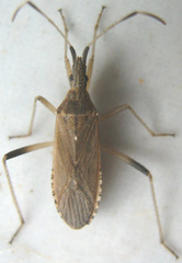 Dicranocephalus